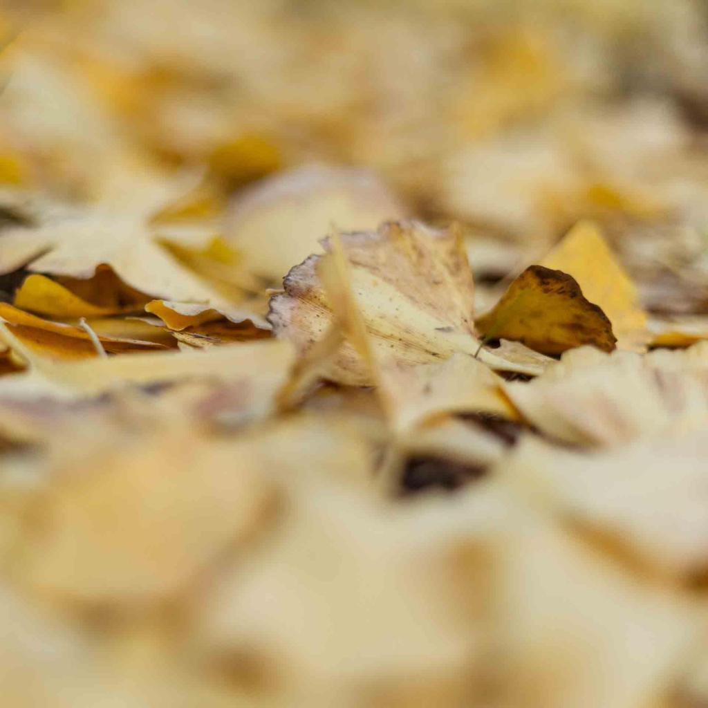 秋日唯美迷人银杏