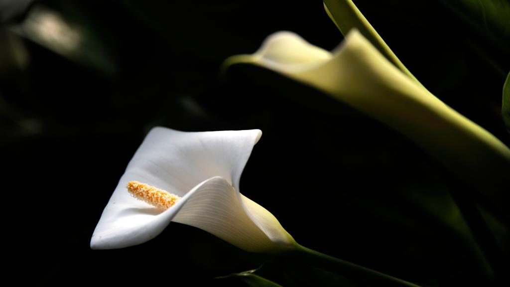 优雅的马蹄莲花