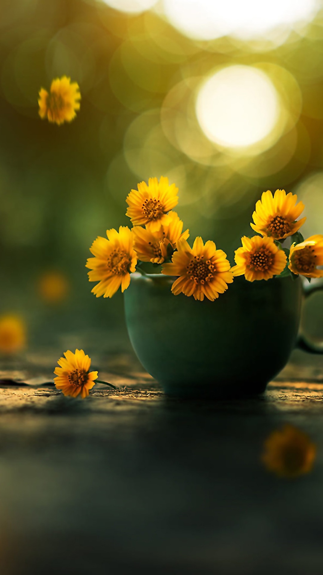 清新唯美居家花盆写真