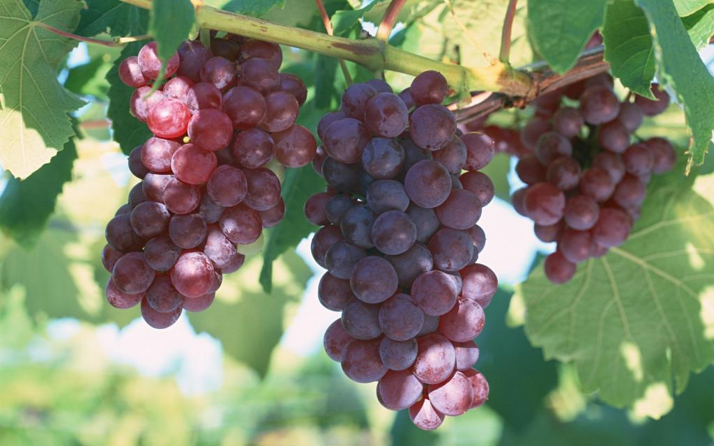 一串串可人的葡萄