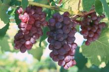 一串串可人的葡萄