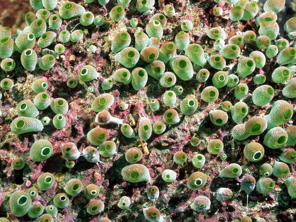 有趣的海底世界