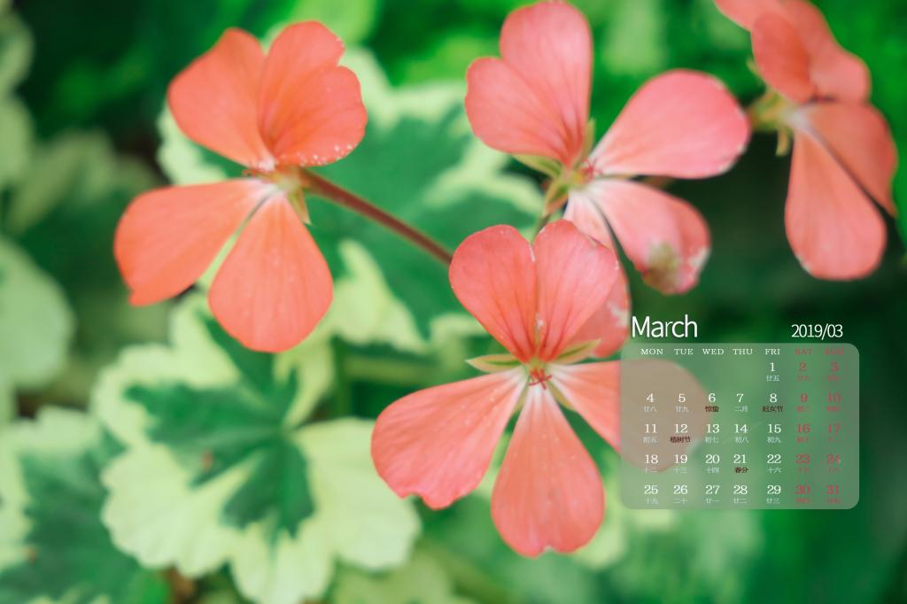2019年3月春天里争艳的花儿日历