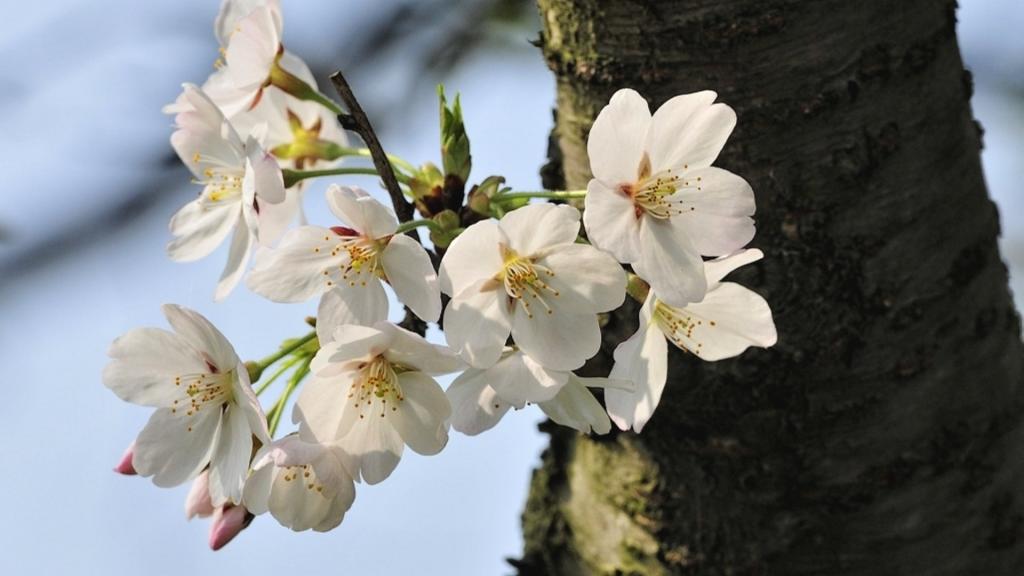 樱花花语(除你之外,别无他爱)