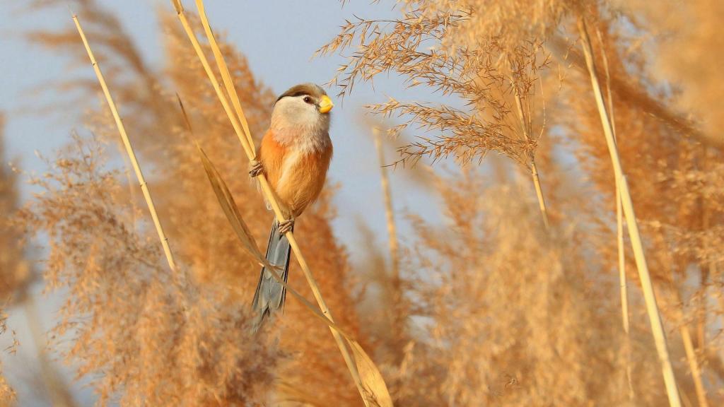 活泼的震旦鸦雀