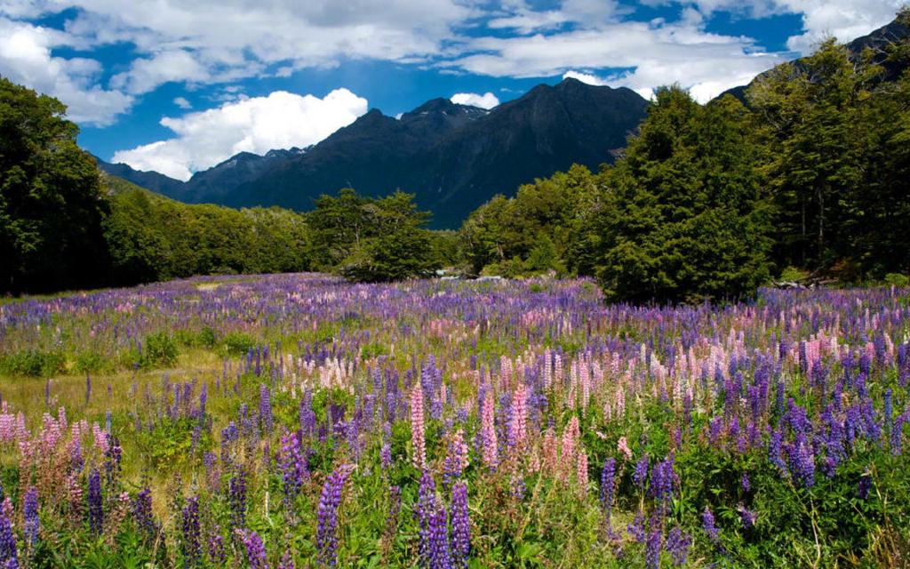 小清新鲁冰花唯美花语
