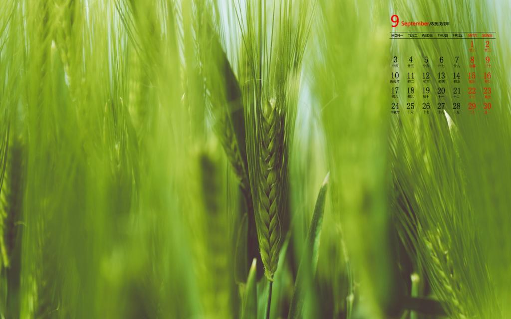 2018年9月清新护眼麦田日历