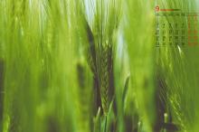 2018年9月清新护眼麦田日历