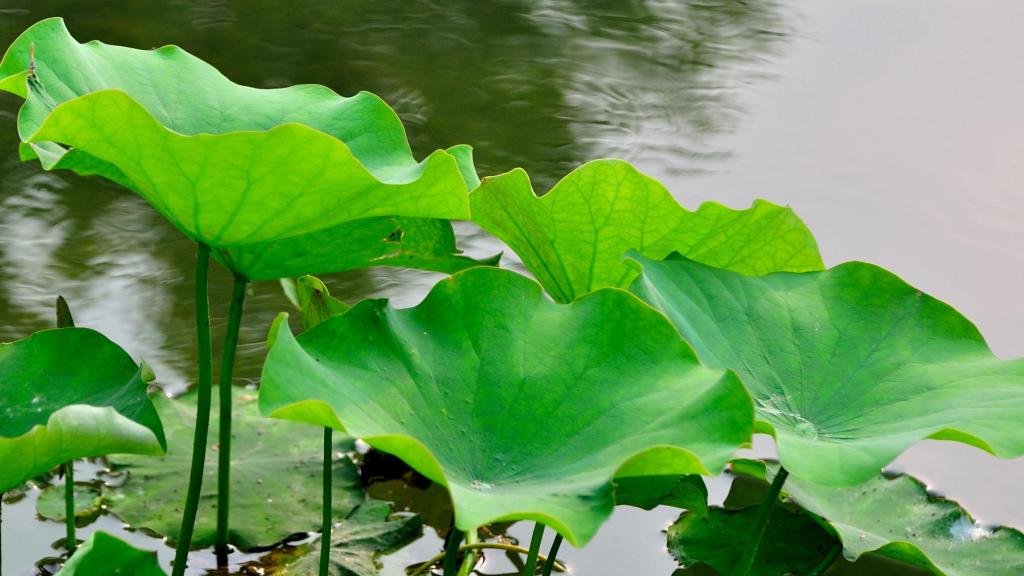 大片绿色荷叶