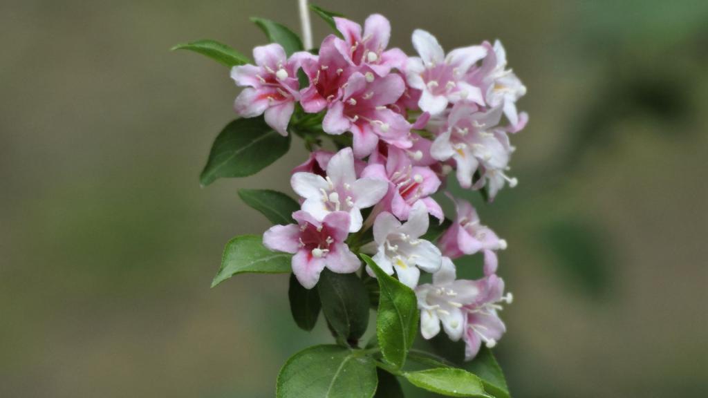 忍冬科锦带花图片