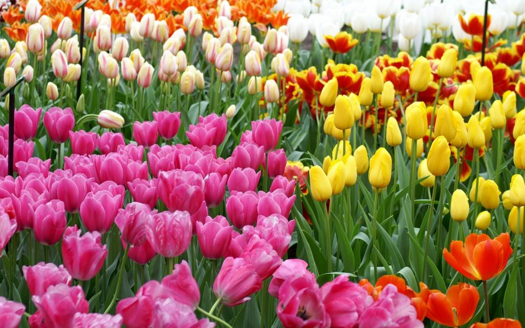 荷兰郁金香