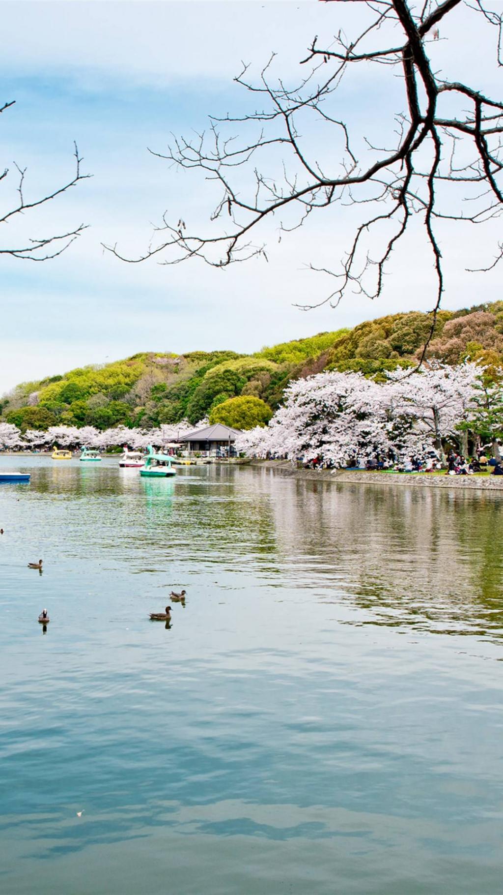 樱花与古都高清唯美风景