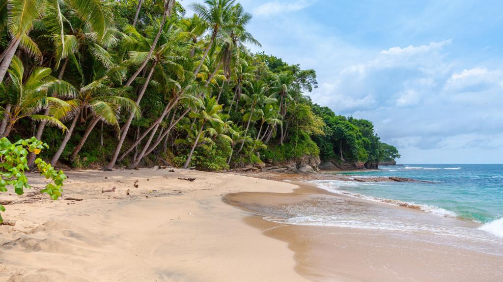 海边如同战士的椰子树