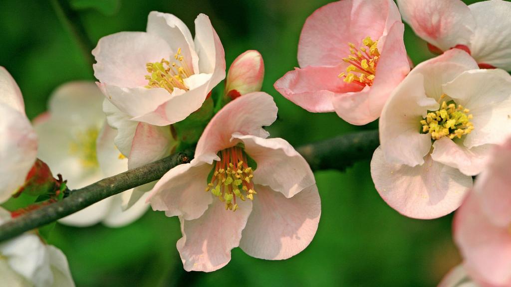 樱花花语(除你之外,别无他爱)