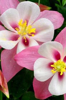 耧斗菜猫爪花-4