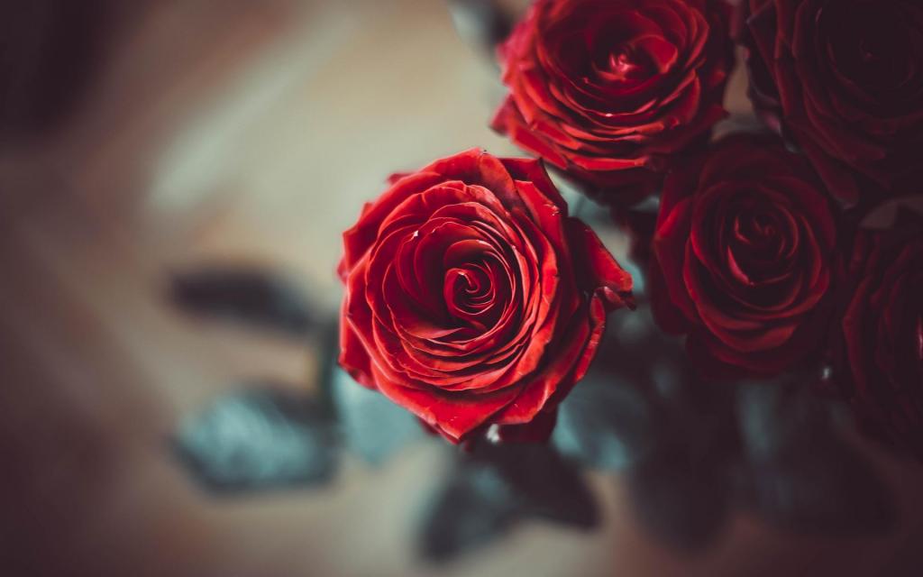 鲜艳娇艳的清新玫瑰花