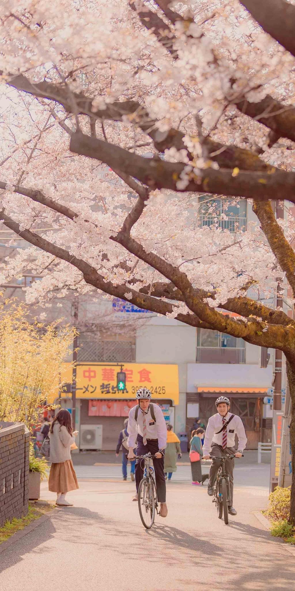 温柔梦幻唯美樱花