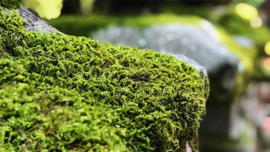 小清新养眼苔藓ppt背景