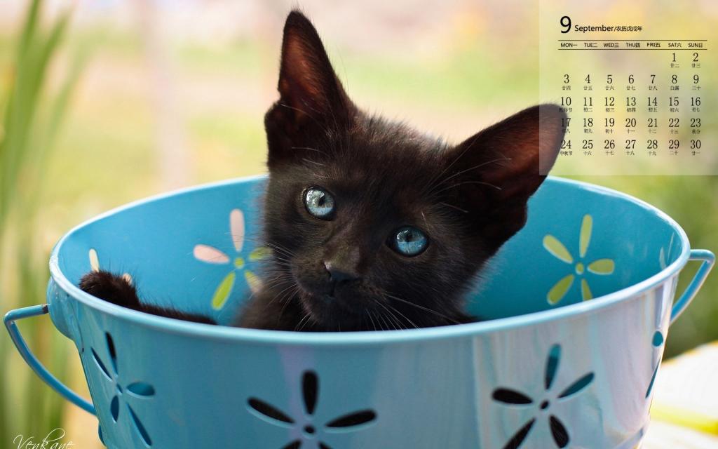 2018年9月可爱猫咪日常卖萌图片日历