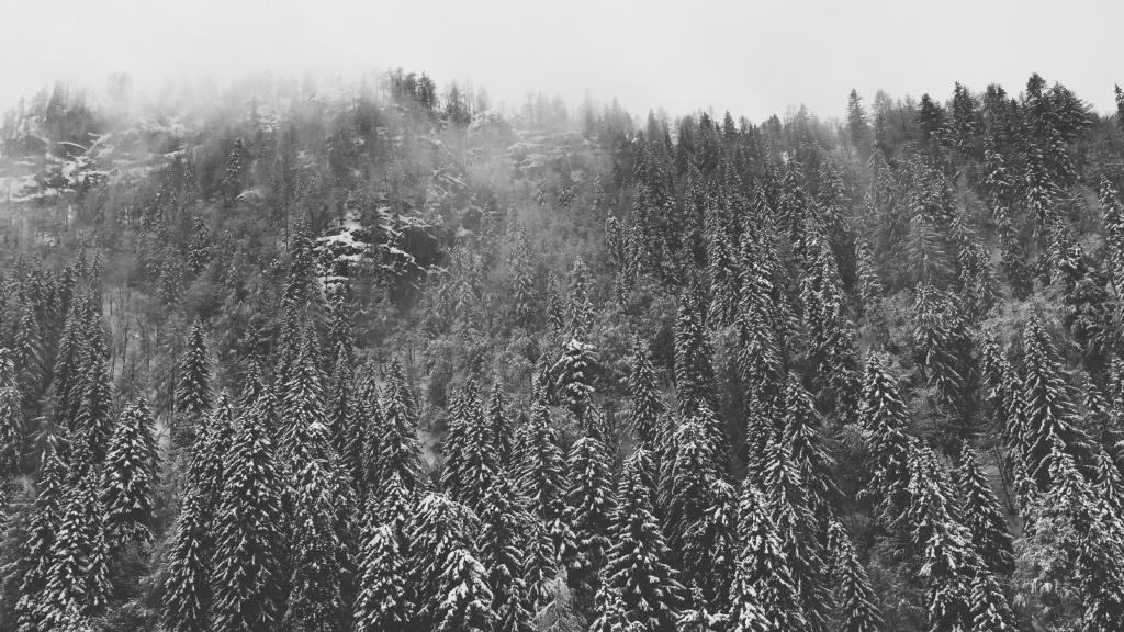 冬天来了，怎么能少了雪松