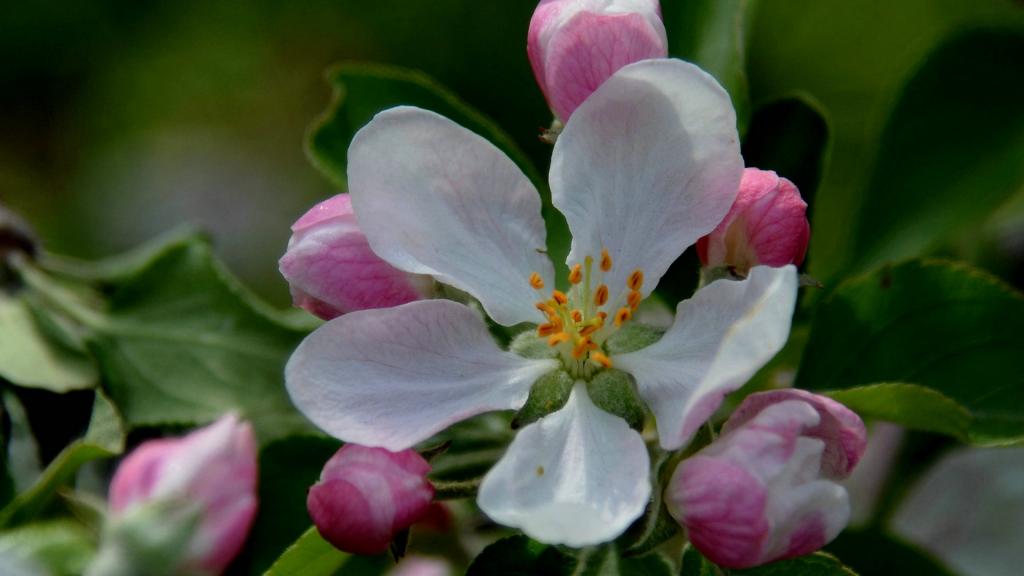 粉白色苹果花图片