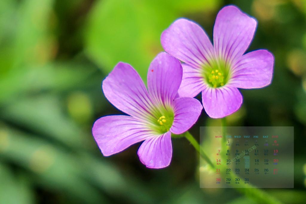 2019年1月酢浆草唯美花朵图片日历