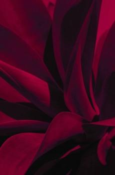 唯美树叶色彩写真-3