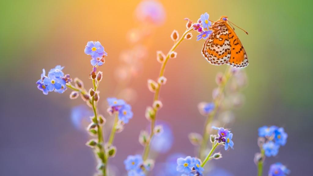 蝴蝶唯美梦幻写真