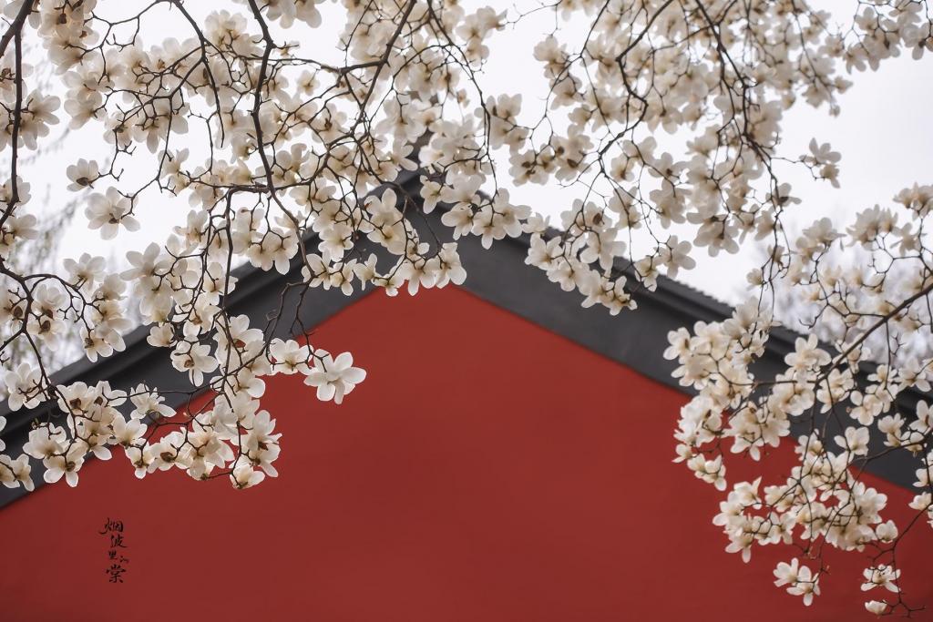 古清凉寺,玉兰花