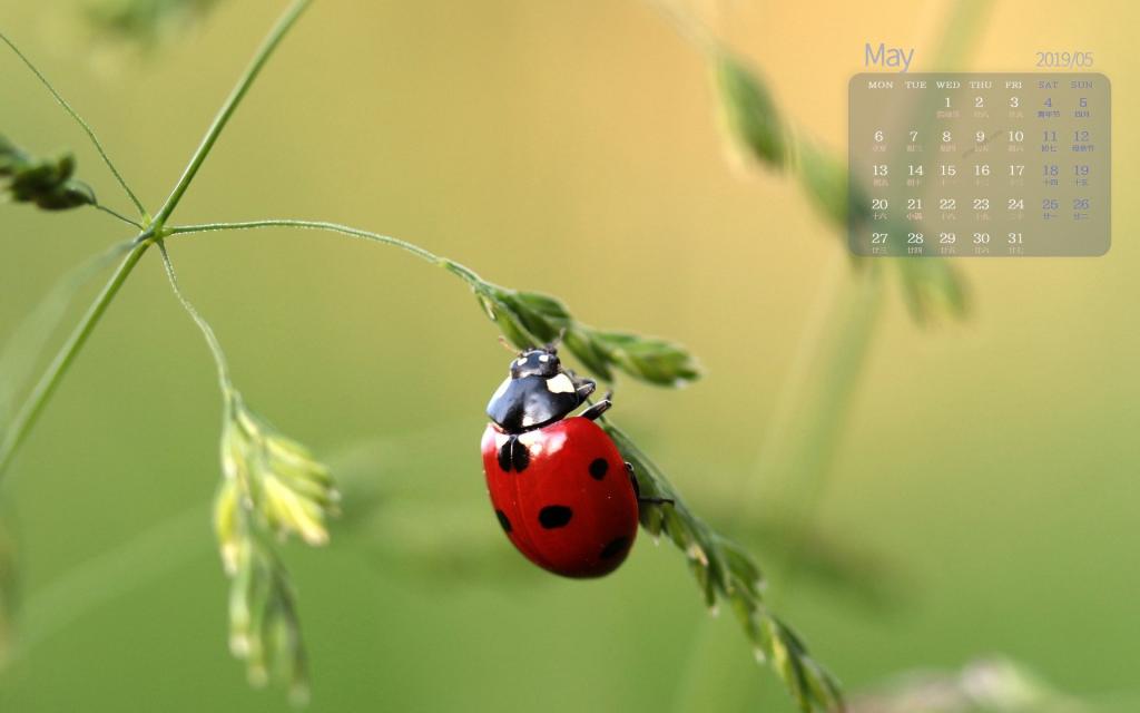 2019年5月小清新自然风光唯美写真日历
