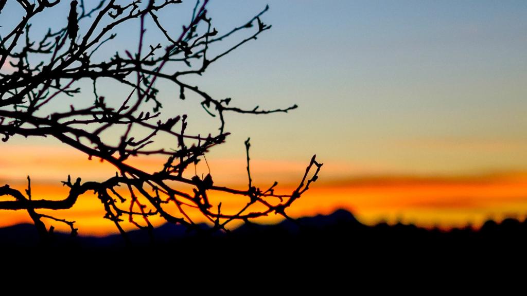 黄昏下的一颗树