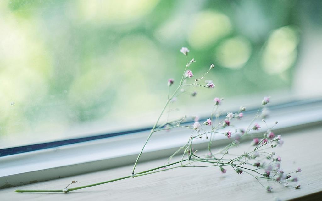 室内小清闲花卉