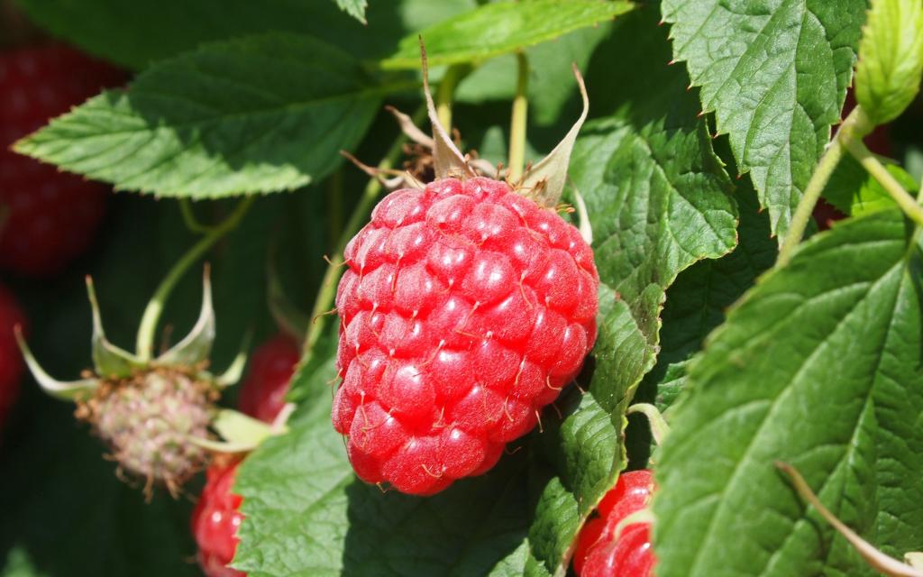 营养丰富的山莓