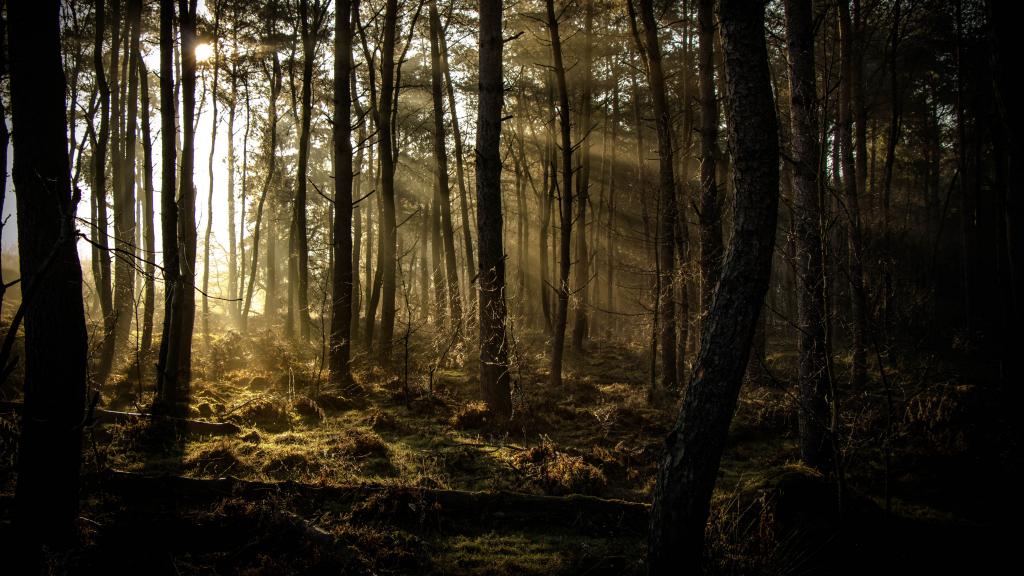 浓郁的树木森林图片
