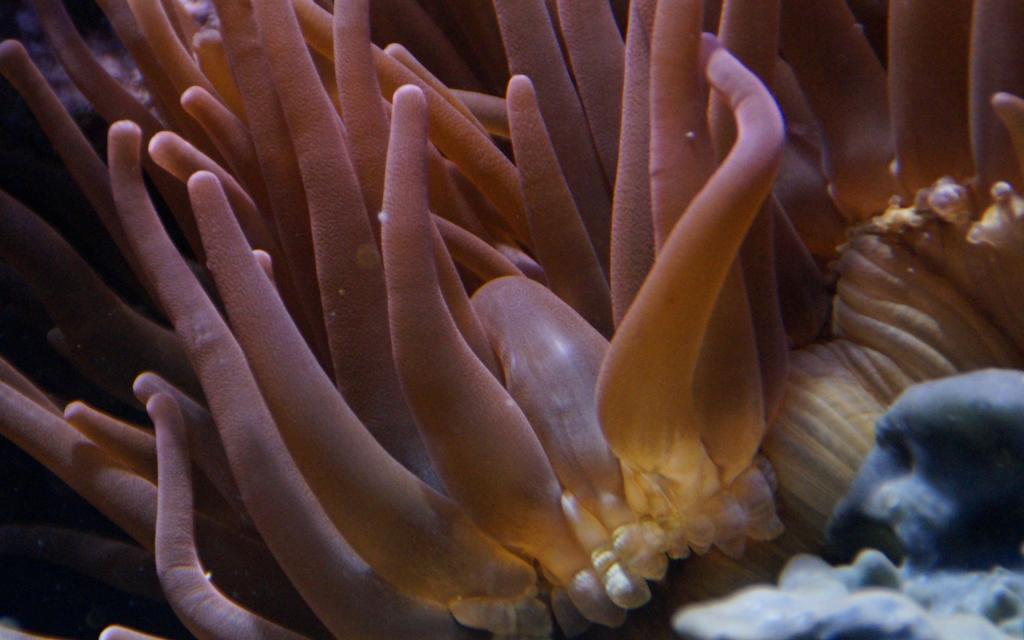 美丽的海底珊瑚