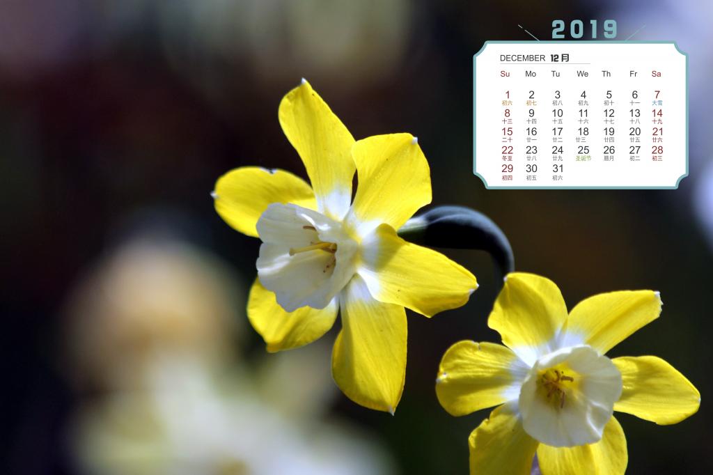 2019年12月清雅的水仙花日历