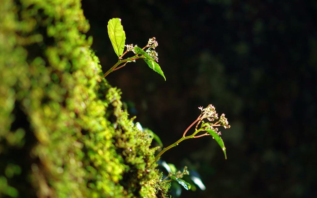 大自然绿色风景写真