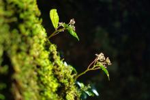 大自然绿色风景写真