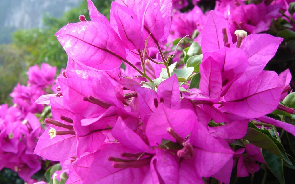 三角梅花卉图片