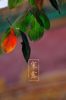 小清新唯美背景寒露节气-2