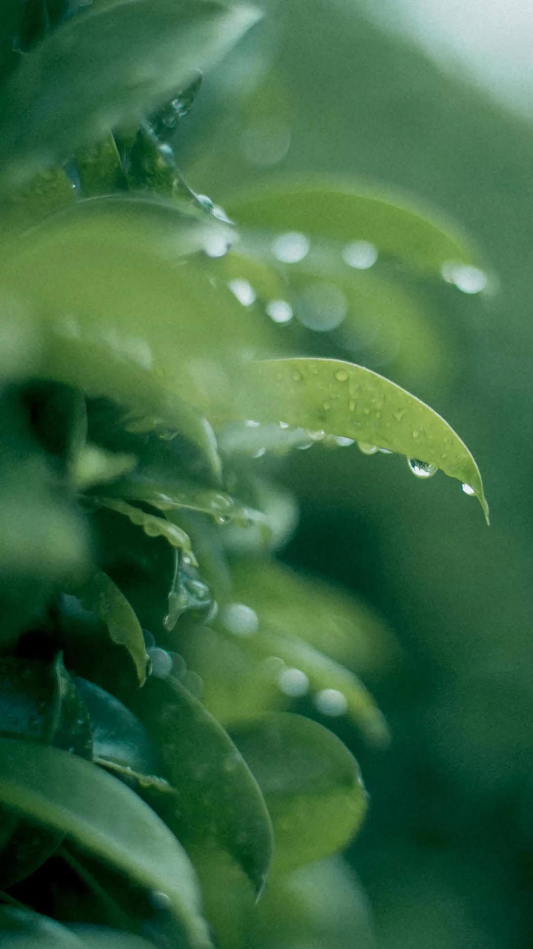 最美清爽护眼,高清图片,手机锁屏桌面-壁纸族