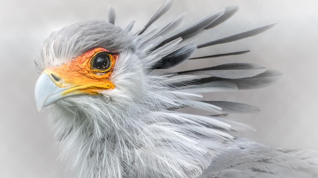 大型陆栖猛禽蛇鹫