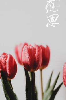 感恩节唯美清新郁金香摄影-5