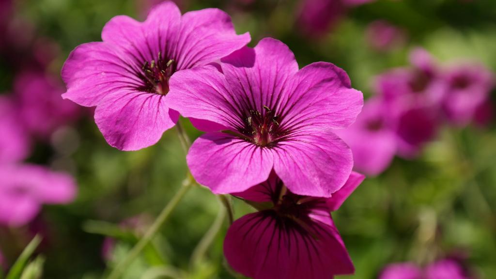 好看的紫色花卉