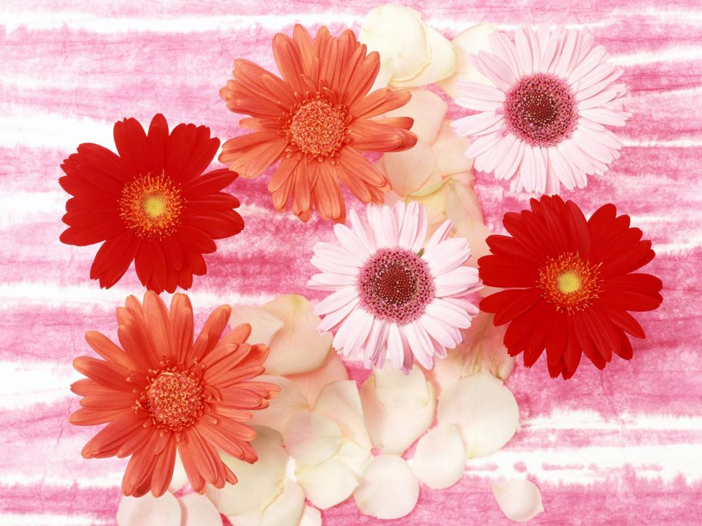 五颜六色鲜菊花