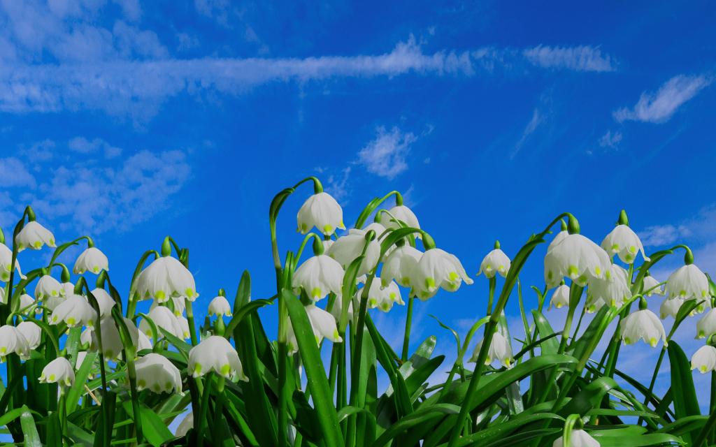 雪花莲的花语是海风