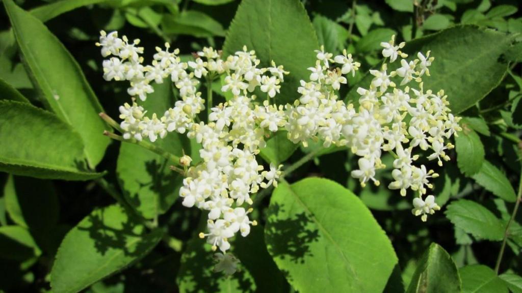 清新迷人接骨木花微距摄影