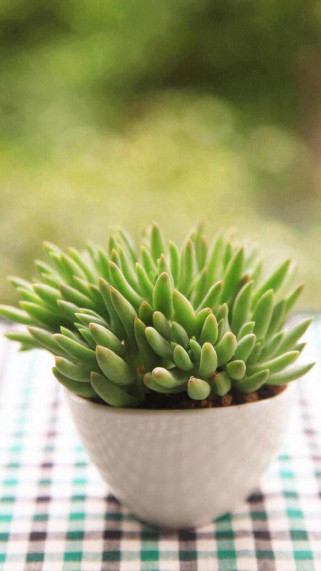 小清新多肉植物