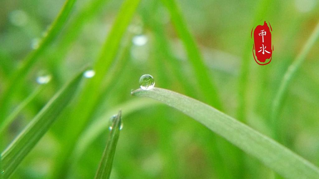 雨水节气到,愿下一场开心雨