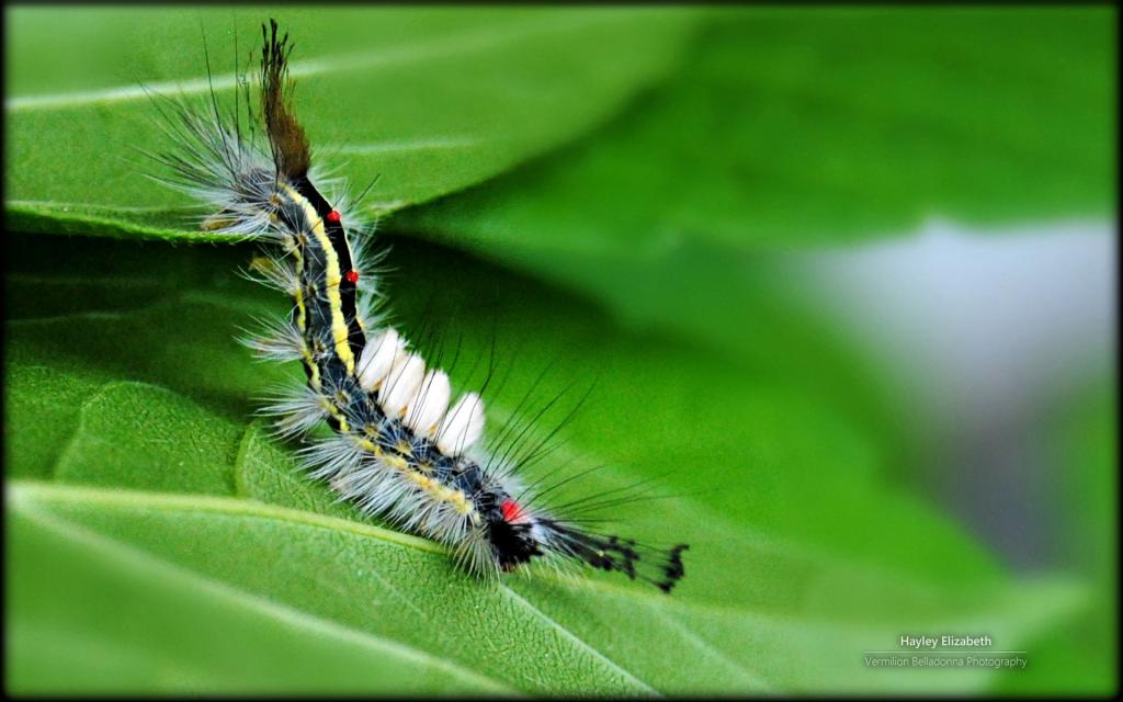 秘密花园微软Win7主题